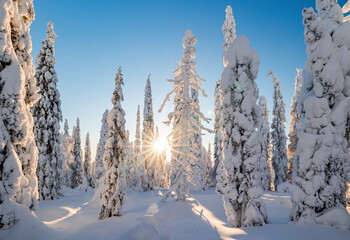 Wall Mural - winter landscape with snow