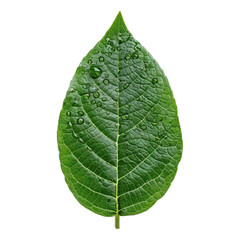 Poster - green leaf with water drops
