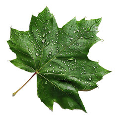 Poster - green leaf with water drops