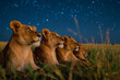 Löwen Abendhimmel