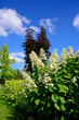 kwitnąca Hortensja bukietowa na tle nieba, Hydrangea paniculata	
