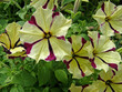 biało-różowe kwiaty petunii, białe kwiaty petuni w paski, Petuniahybrida, white striped petunia flowers, striped white purple petunia flowers