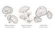 Collection of edible and medicinal mushrooms