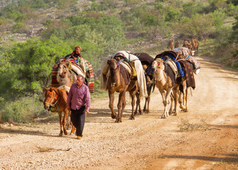 Wall Mural - Migration by Camel_