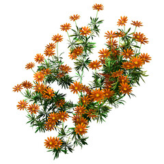 Wall Mural - 3d rendering osteospermum daisy flowers on white
