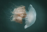 Fototapeta Sawanna - jellyfish in the water