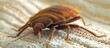 A detailed view of a bed bug crawling on a light-colored blanket. This pest often goes unnoticed until it leads to a severe infestation in a mattress.