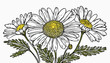 vector drawing chamomile, daisy flower, Chamaemelum nobile at white background, Anthemis nobilis, hand drawn illustration