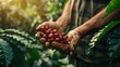 Man holds ripe red coffee berries, symbolizing the labor and love that goes into every cup of coffee.