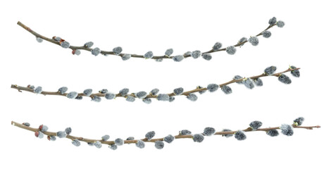 Set of pussy willow branches isolated on white background