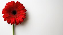 A Bold Red Gerbera Daisy Casts A Soft Shadow On A Vivid Red Background, Emphasizing Its Form And Color