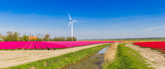 Wall Mural - Panorama a a dutch landscape with a ditch and tulips in The Netherlands