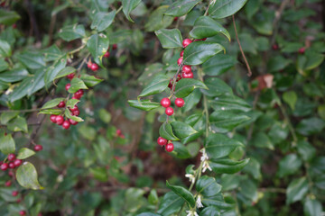 Wall Mural - Sarcococca ruscifolia