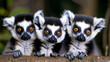 The family of raccoon lemurs climbing the branches of trees in the tropical forest of Madag