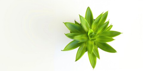 Wall Mural - Top view of a green succulent plant isolated on a white background.