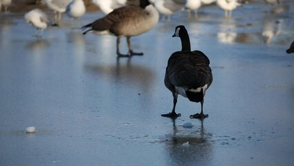 Wall Mural - canada goose flapping wings while standing on frozen ice on a pond, prospect park lake, brooklyn  (geece walking on icy water in winter)