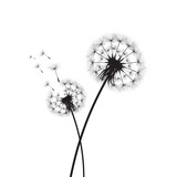 Fototapeta Dmuchawce - Vector illustration dandelion time. Black Dandelion seeds blowing in the wind. The wind inflates a dandelion isolated on white background.