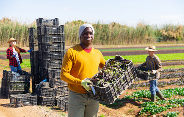 Sticker - Afro american male farmer holding crate with harvest of fresh red romaine on plantation