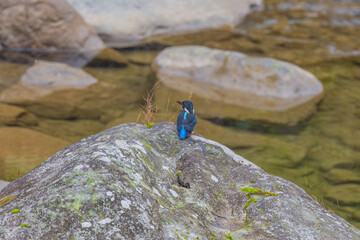 Blyth's kingfisher (Alcedo hercules) at Namdapha National Park, Arunachal Pradesh, India