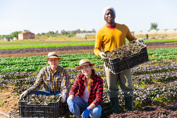 Wall Mural - Happy farmers posing with harvest of arugula on the field