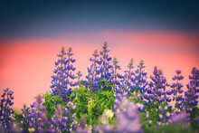Colorful Purple Lupin Flower Blooming And  Sunset Sky On Background In Summer