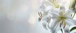 Beautiful white lilies are captured in a close-up background, symbolizing gentleness, purity, and virtue.