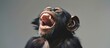 © MUCHIB - portrait a chimpanzee primate laughing broadly on a gray background. Generated AI image