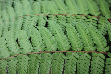 Green fern leaves in the garden