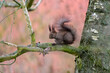 Red Squirrel (Sciurus vulgaris) taken at Montreathmont Forest, Angus, Scotland.