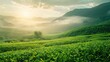 Serene green tea fields at sunrise, misty mountains in the background, essence of nature and freshness
