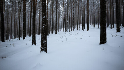 Wall Mural - Pine forest in the snow. Media. Winter forest with snow covered trees and slowly falling snowflakes.