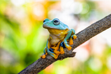 Wall Mural - Wallace's flying frog (Rhacophorus nigropalmatus), also known as the gliding frog or the Abah River flying frog