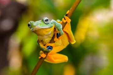 Wall Mural - Wallace's flying frog (Rhacophorus nigropalmatus), also known as the gliding frog or the Abah River flying frog