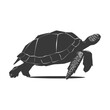 Silhouette Turtle Animal black color only full body
