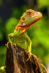 Wall Mural - Iguana is a genus of herbivorous lizards that are native to tropical areas of Mexico, Central America, South America, and the Caribbean