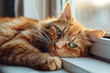 A beautiful orange tabby cat with green eyes lying on a windowsill and enjoying the sun.
