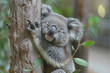 A cuddly koala with a gray fur and a black nose clinging to a eucalyptus tree in Australia.