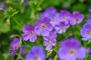 Geranium wallichianum is a species of hardy flowering herbaceous perennial plant in the genus Geranium, family Geraniaceae. 