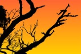 Fototapeta Sawanna - ramas, arboles, siluetas, vegetacion, roble, bosque, paisaje, vector, hojas, abstracto, sauce, tronco, malesa, pegatina