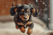 Pint-sized Dachshund puppy, ears flopping in mid-air, caught mid-jump with a Nikon lens to freeze the joyful moment in time.