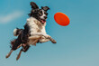 Spirited Border Collie caught mid-leap, chasing a frisbee against a clear blue sky, captured with a Sony Alpha for dynamic action shots.