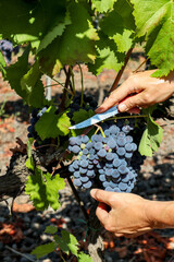 Wall Mural - Vineyard with red wine grapes before harvest in a winery near Etna area, wine production in Sicily, Italy Europe