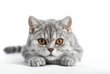 Fototapeta Koty - Portrait of a silver tabby British shorthair cat looking at the camera isolated on a white background