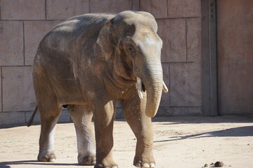 Sticker - an elephant in a dirt yard near stone wall with grass