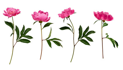 Wall Mural - Botanical Collection. Four pink peony flowers isolated on a white background. Element for creating designs, cards, patterns, floral arrangements, frames, wedding cards and invitations.