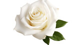 Single white rose isolated on transparent background 