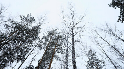 Wall Mural - Trunks and tops of the high pines in the winter snowy forest against the cloudy sky. Media. Bottom up view at overcast windy day.