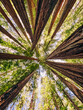 © Diana Vyshniakova - Tall redwood trees in the park, view from the ground