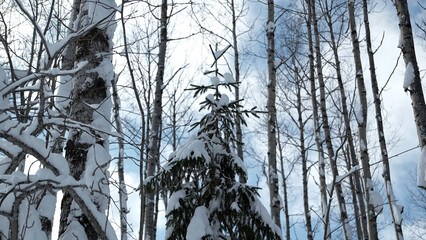 Wall Mural - Snow on branches in winter wild forest. Clip. Landscape of frozen nature on a sunny day.