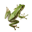 Green frog jumping on a white background